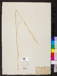 Hesperostipa spartea image