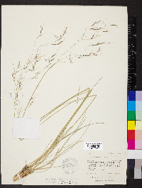 Stipa richardsonii image