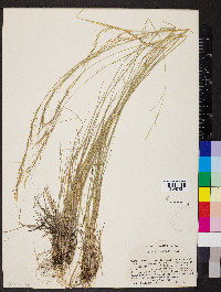 Stipa richardsonii image