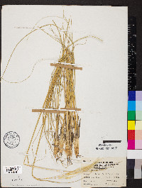 Hesperostipa spartea image