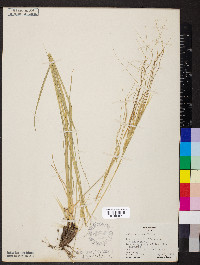 Hesperostipa spartea image