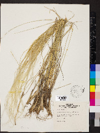 Stipa pennata image