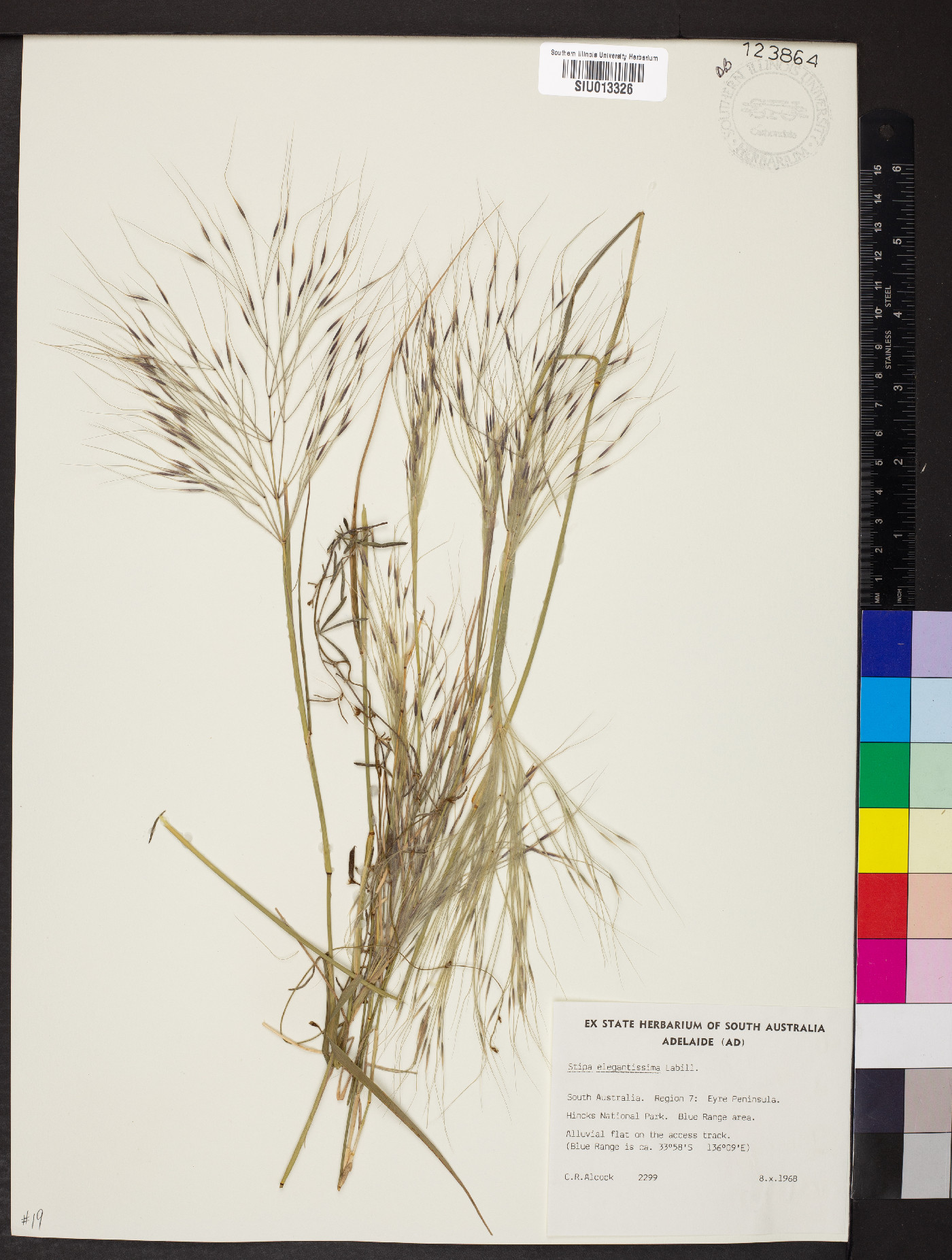 Stipa elegantissima image