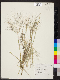 Stipa elegantissima image