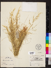 Stipa eremophila image