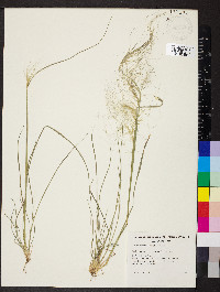 Austrostipa nitida image