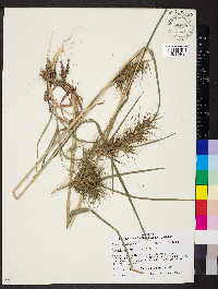 Themeda quadrivalvis image