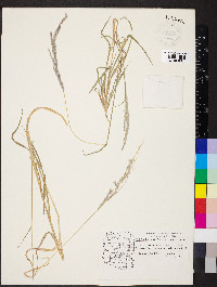 Digitaria californica image