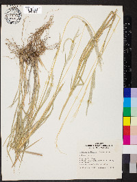 Digitaria californica image