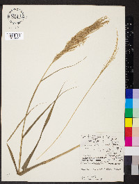 Digitaria insularis image