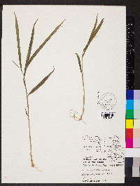 Digitaria insularis image