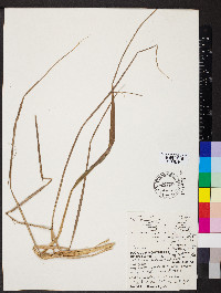 Digitaria insularis image