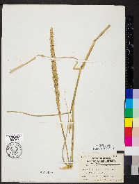 Tridens strictus image