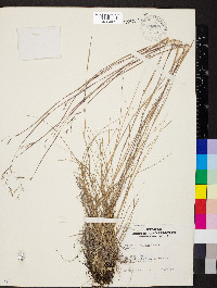 Triplasis americana image