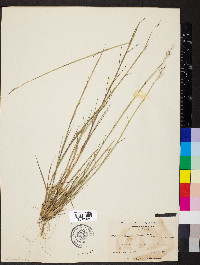 Triplasis purpurea image