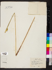 Tripsacum dactyloides image