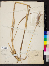 Tripsacum dactyloides image