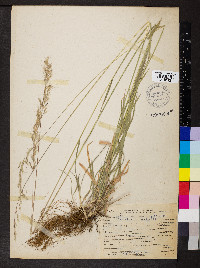 Trisetum canescens image