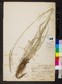 Trisetum canescens image