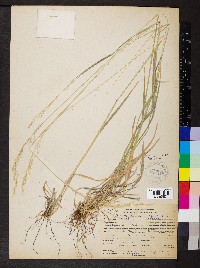 Trisetum canescens image