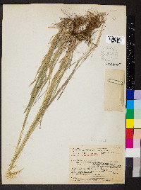 Trisetum canescens image