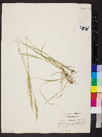 Trisetum montanum image