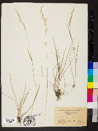 Trisetum pensylvanicum image