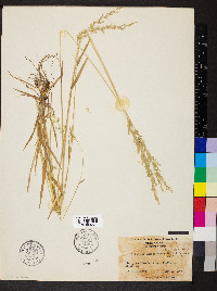 Trisetum pensylvanicum image