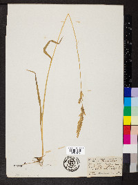 Trisetum wolfii image