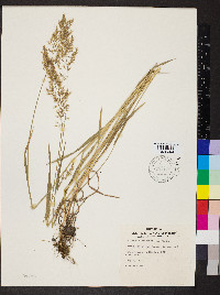 Trisetum flavescens image