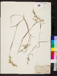 Trisetum flavescens image