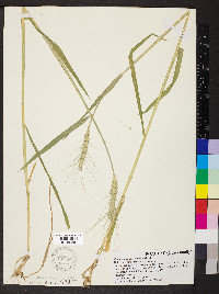 Triticum aestivum image