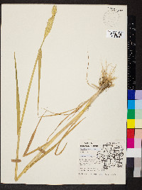 Triticum aestivum image