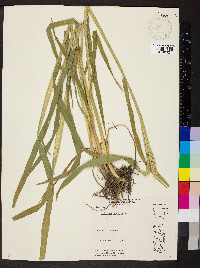 Triticum aestivum image