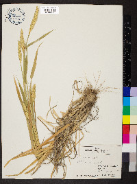 Triticum aestivum image