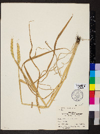 Triticum aestivum image