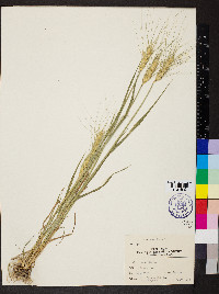 Triticum aestivum image