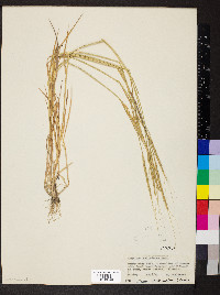 Aegilops cylindrica image