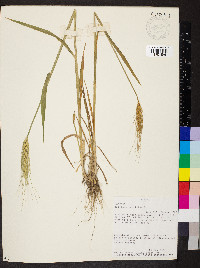 Triticum aestivum image