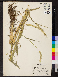 Triticum aestivum image