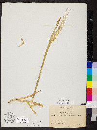 Triticum aestivum image