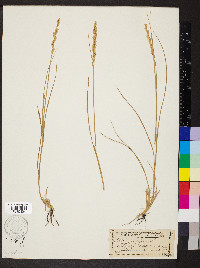 Elymus repens subsp. repens image