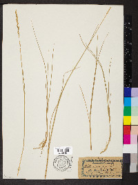 Elymus repens subsp. repens image