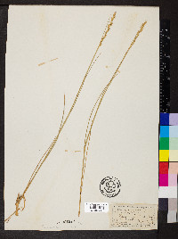 Elymus repens subsp. repens image