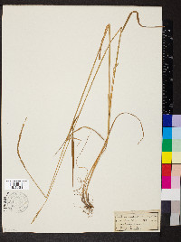 Elymus violaceus image