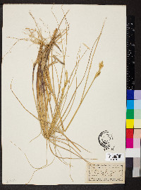 Triticum junceum image