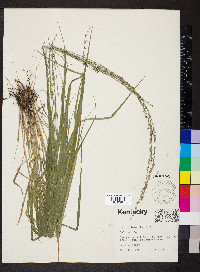 Chasmanthium laxum image