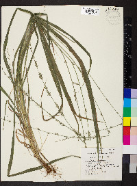 Chasmanthium laxum image