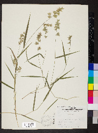 Chasmanthium ornithorhynchum image