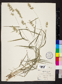 Chasmanthium ornithorhynchum image